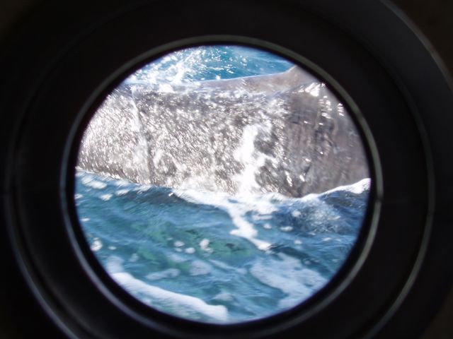 They surface and breathe so quickly...